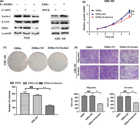 Role Of Nectin‐4 In Estrogen‐related Receptor‐α Errα ‐induced