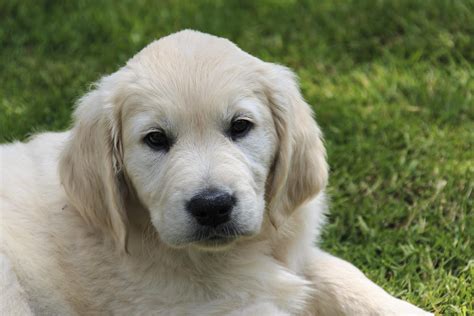 Free Images Pet Playful Golden Retriever Vertebrate Labrador