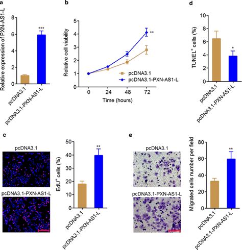 Pxn As1 L Overexpression Promoted Nsclc Cell Proliferation And