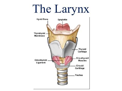 Larynx And Trachea Anatomy