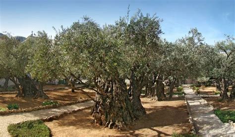 De Tuin Van Getsemane Jezus In Doodsangst Jezus Tuin Olijfboom