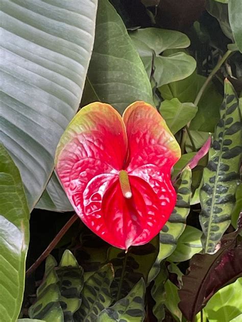 Pin De Elizabeth Wieczkowski En Anthurium Flores