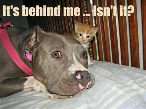 Dog afraid of kitten Animal Jokes, Funny Animals, Cute Animals, Animal ...