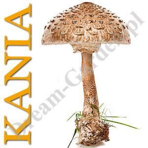 KANIA GRZYBNIA DO UPRAWY W TWOIM OGRODZIE 3 Kg 4094043990