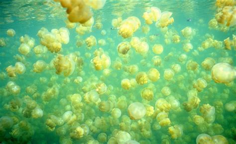 Jellyfish Lake, Palau | Lake fishing, Lake, Jellyfish