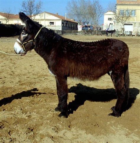 Donkey breeds Flashcards | Memorang