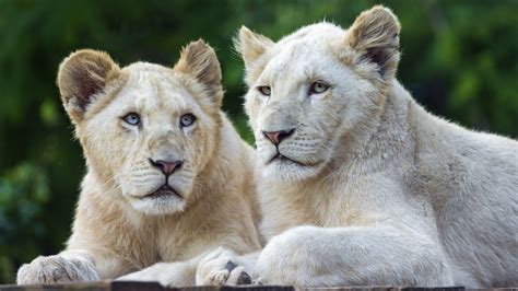 Top Imagen Fondos De Leones Blancos Abzlocal Mx