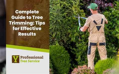 Guide to Tree Trimming: Techniques for Healthy Trees