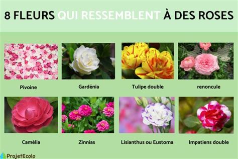 Fleurs Qui Ressemblent Des Roses