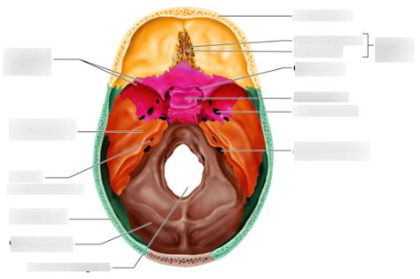 Human Skull Superior View Diagram Quizlet