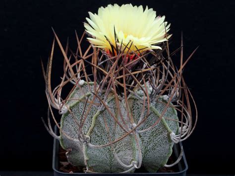 Astrophytum Capricorne Goats Horn Cactus World Of Succulents