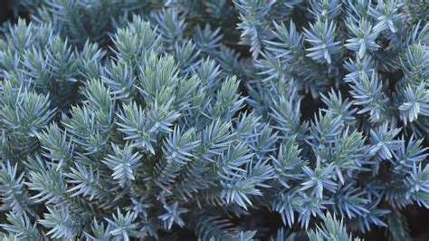 7 disease-resistant plants to grow | Tom's Guide