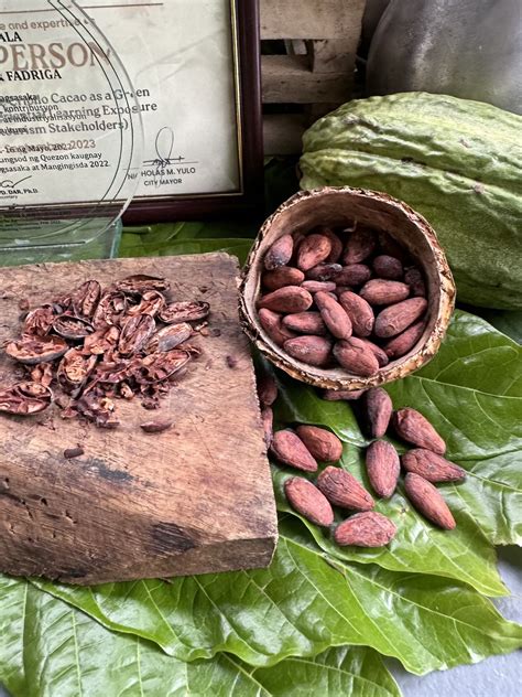 Chris Fadriga Cacao Nursery and Plantation in Bago City - Out of Town Blog
