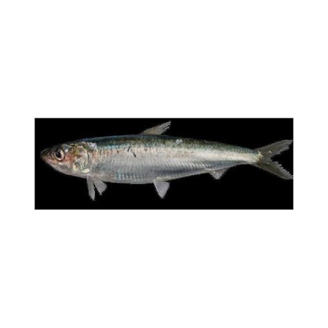 European pilchard - Alchetron, The Free Social Encyclopedia