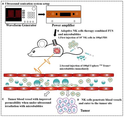 Frontiers Focused Ultrasound Improves Nk 92mi Cells Infiltration Into