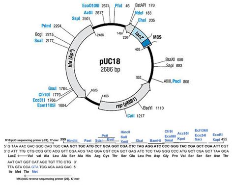 pUC18 plasmid DNA Vector - GenScript