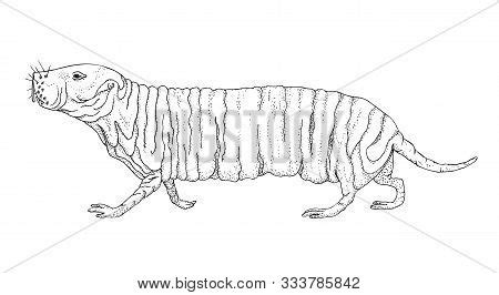 Naked Mole Rat Black Vector Photo Free Trial Bigstock