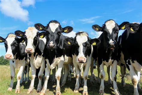 Visão Vacas estão a ser alimentadas algas E tem tudo a ver