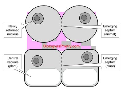 Cytokinesis - Biology As Poetry