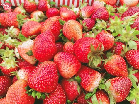 999 Stunning 4K Strawberry Plant Images Ultimate Collection Of