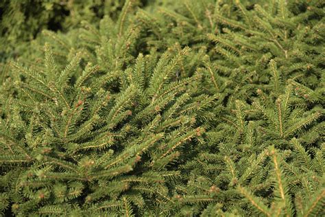 Birds Nest Spruce Plant Care And Growing Guide