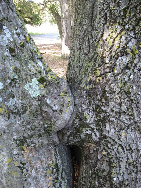 Topanga Daily Photo: Kissing Tree