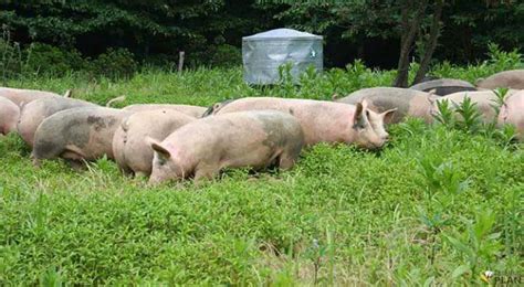 Pig Farming: Modern Pig Farming Process - Farming Plan