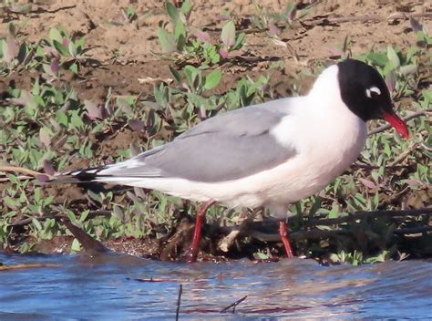 Bird Of The Week The Pagosa Springs Sun