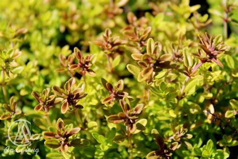 Купить Тимьян лимоннопахнущий "Ауреус" (Thymus citriodorus 'Aureus') от ...