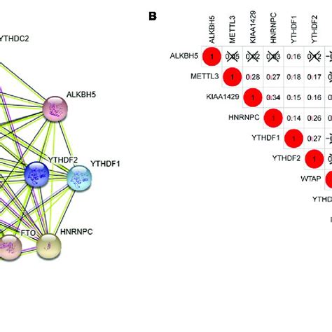 Interaction And Correlation Among The 13 M6a Rna Methylation