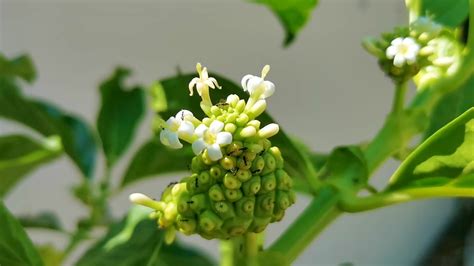 Fruta De Noni Morinda Citrifolia Con Flores Populares Entre Las