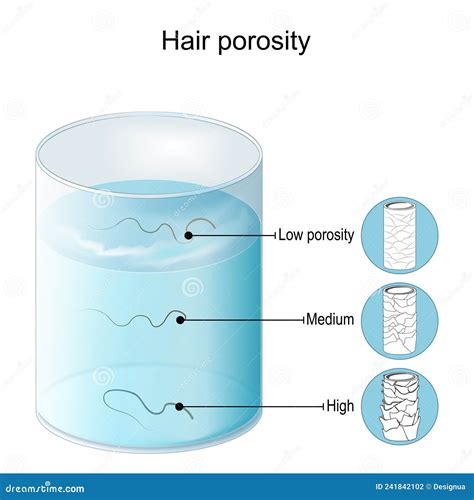 Hair porosity test stock vector. Illustration of porous - 241842102