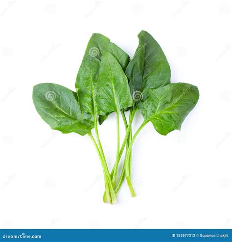 Spinach On White Background Stock Photo Image Of Background Leaf