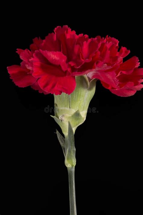 Flor Del Caryophyllus Rojo Del Clavel Del Clavel Aislada En El Fondo