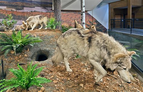 International Wolf Center—Discover Wolves! | Alliiance