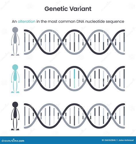 Genetic Variant Educational Science Vector Illustration Graphic Stock ...