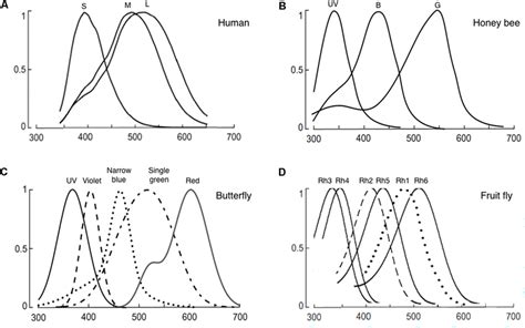 Normalized Photoreceptor Spectral Sensitivities Of A Human B