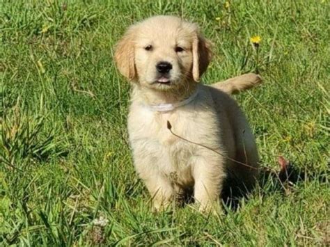 Un chiot femelle Golden Retriever LOF à vendre Petite Annonce chien