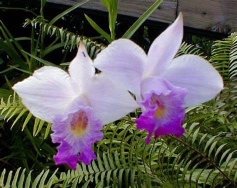 Orchid Photo Gallery: Bamboo Orchids