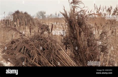 Reed harvesting Stock Videos & Footage - HD and 4K Video Clips - Alamy