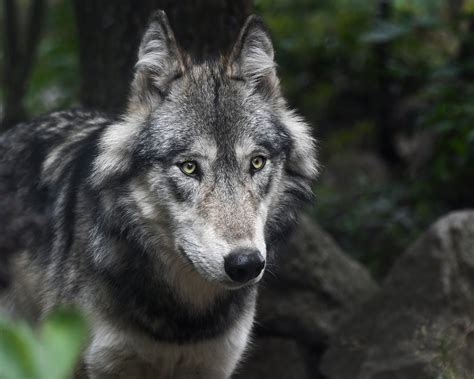 wildlife officials confirm  gray wolf livestock attack