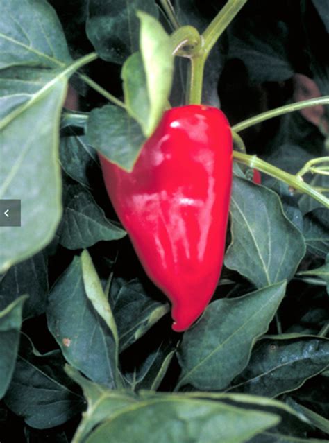 Pepper Varieties How To Grow