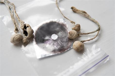 Sporeprint Medicines Physical Grow Psilocybin Mushroom Psychedelic