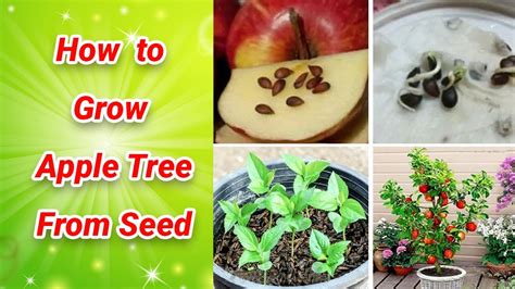 How To Grow An Apple Tree From Seed Easily At Home Growing Apple Tree