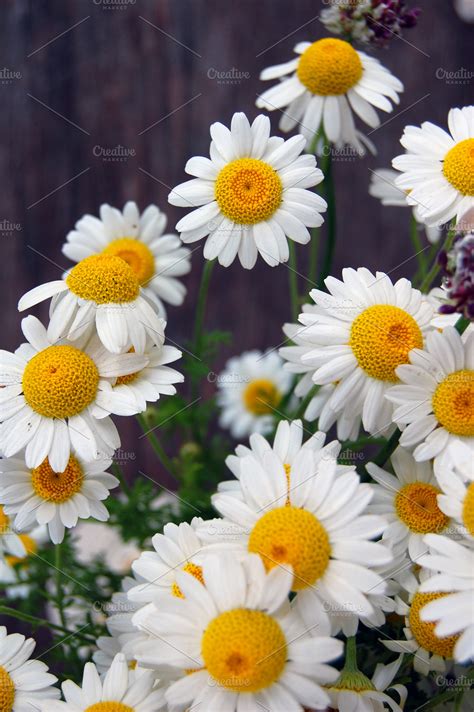 White Daisies ~ Nature Photos ~ Creative Market