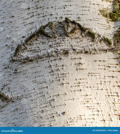 bark of a birch tree 4
