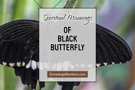 Deep Spiritual Meaning Of Black Butterfly Updated