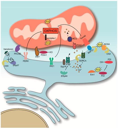 Mitochondria Associated Endoplasmic Reticulum Membrane