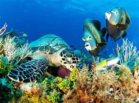 Mesoamerican Barrier Reef - 8A Coral Reefs