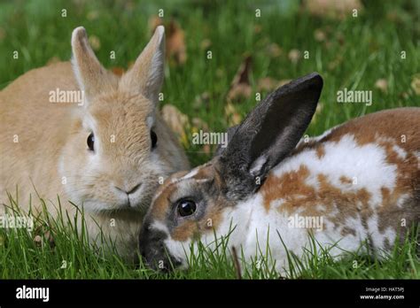 Hasen Auf Gras Hi Res Stock Photography And Images Alamy